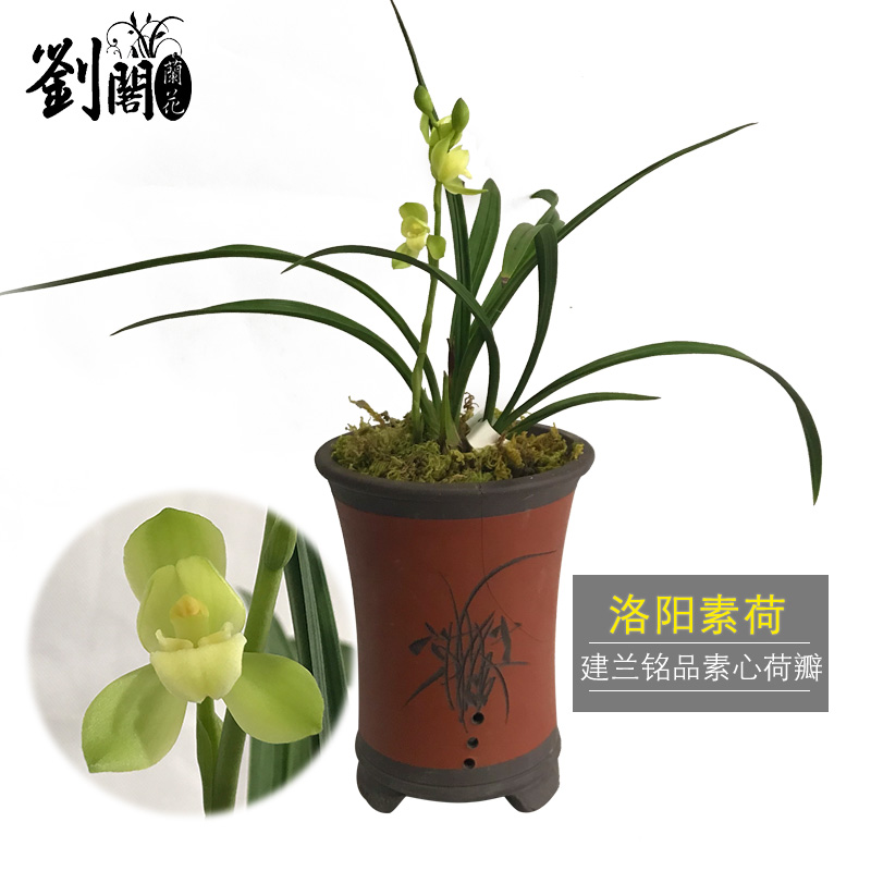 劉閣蘭花兰花四季兰洛阳素荷夏带花苞出售素心好养花卉绿植盆栽当年