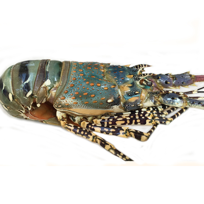 印尼冷冻青龙虾