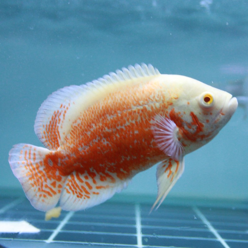 大脸兔黑地图白地图鱼猪仔鱼花猪鱼中大型淡水鱼热带宠物观赏鱼活 11