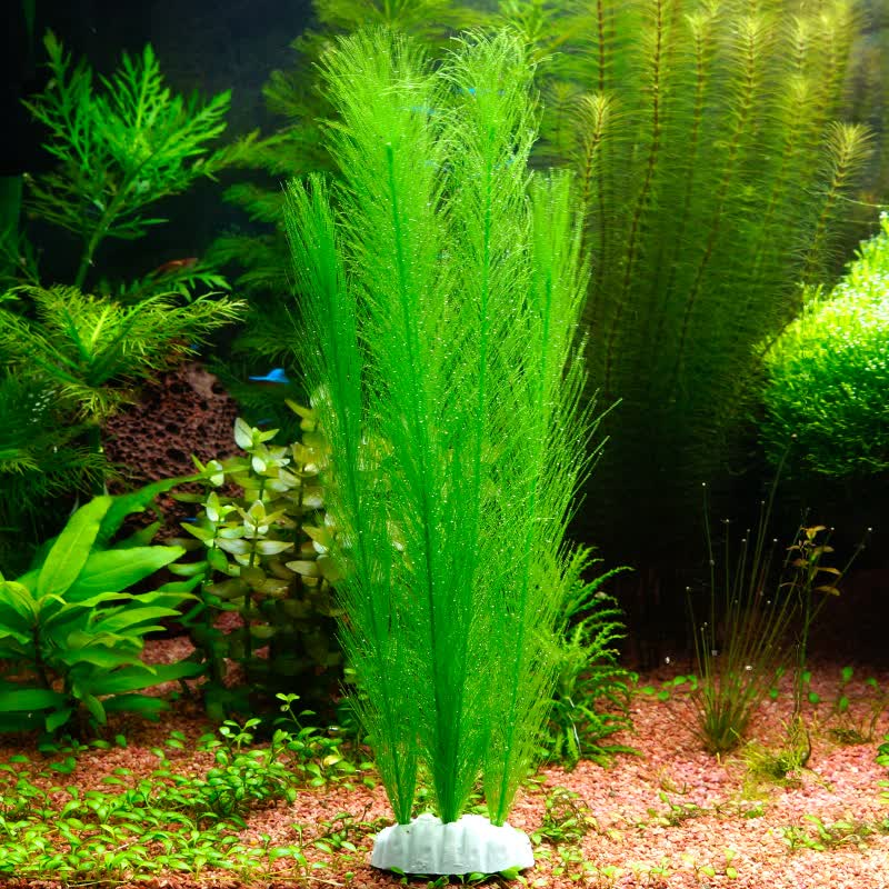 水族箱造景水草