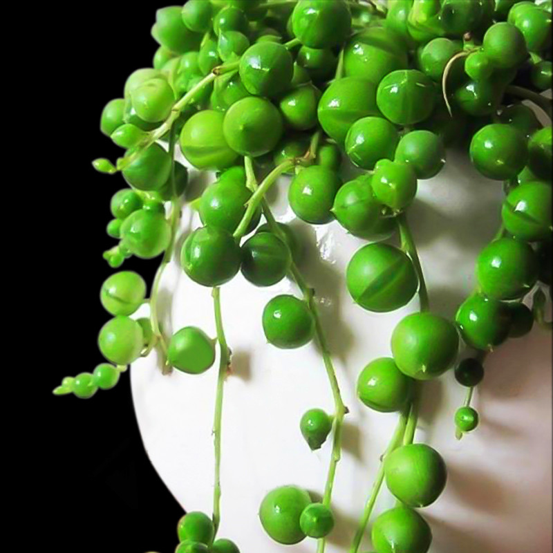 绿植佛珠的寓意图片