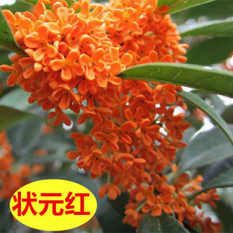 丹桂 相关京东优惠商品排行榜 价格图片品牌优惠券 虎窝购