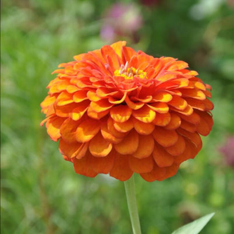 花中酷 百日草种子百日菊花籽花种四季室外易活百日草花种子 橙色