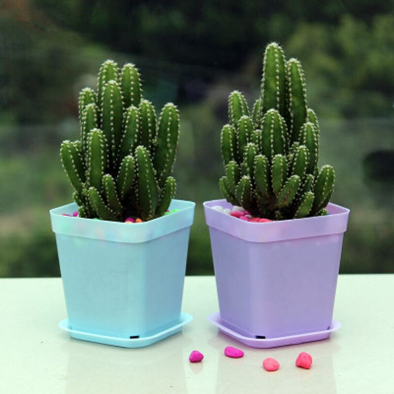 御卉阁 24款迷你仙人球 实生根 懒人易养护 仙人掌科 多肉盆栽 多肉