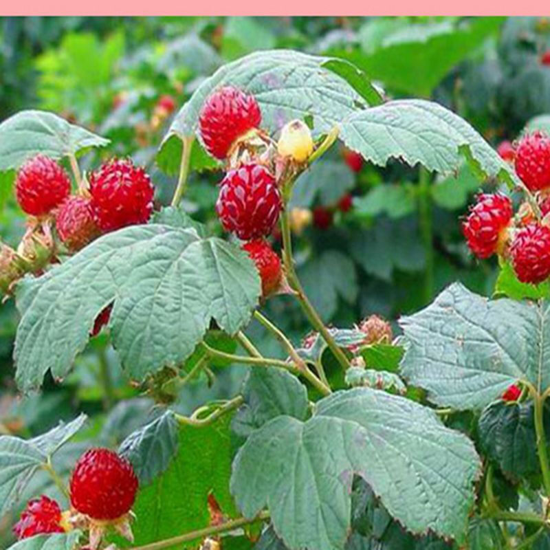 庭院盆栽单双季东北红树莓苗当年结果树莓苗盆栽地栽南北方果树苗