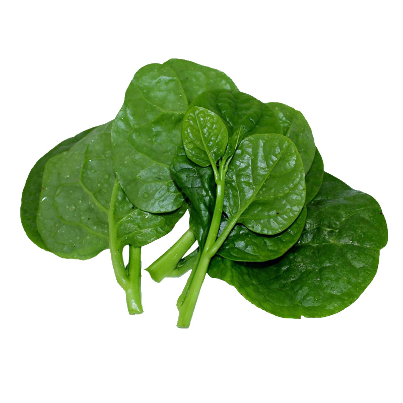 大叶木耳菜种子圆叶四季蔬菜种籽易种阳台种菜春夏秋胭脂豆腐菜蔬菜