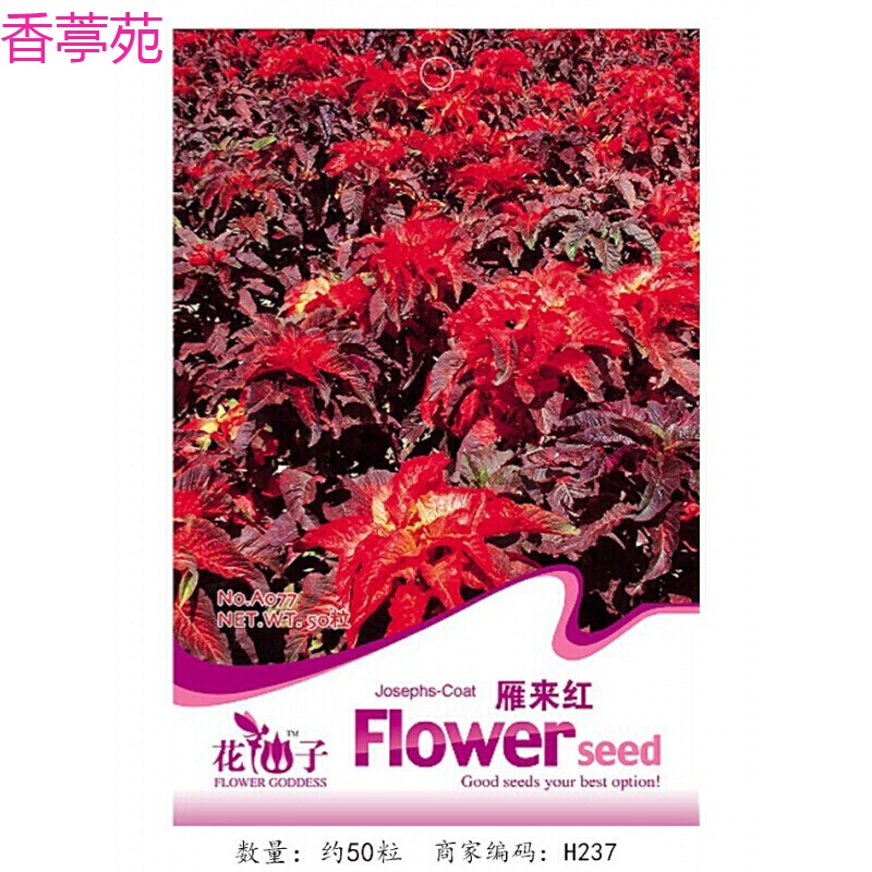 种植含羞草跳舞草甘蓝文竹草坪籽假山草盆景草阳台庭院盆栽 雁来红