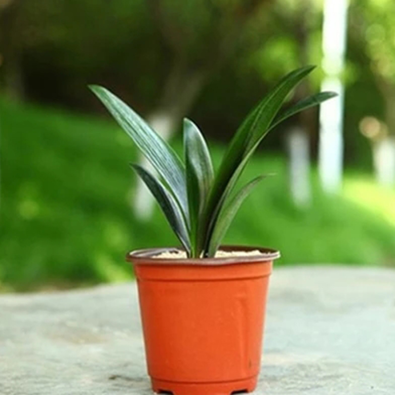君子兰盆栽 花卉绿植小盆栽 君子兰花苗 室内花卉 君子兰苗 兰花苗