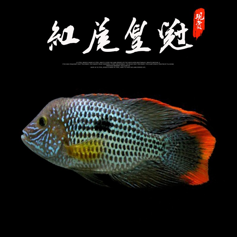 鱼玉面红尾皇冠地图鹦鹉发财鱼活体起头红尾皇冠凶猛易养淡水鱼活体
