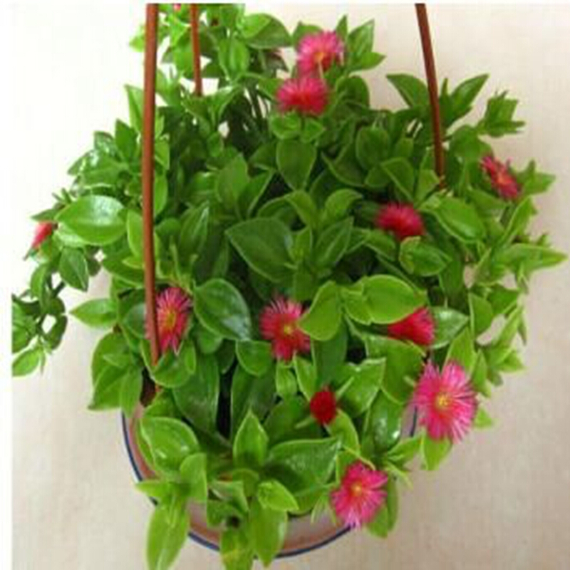 御卉阁 千叶吊兰 室内垂吊绿植金心金边牡丹吊兰百万星办公室绿植盆栽