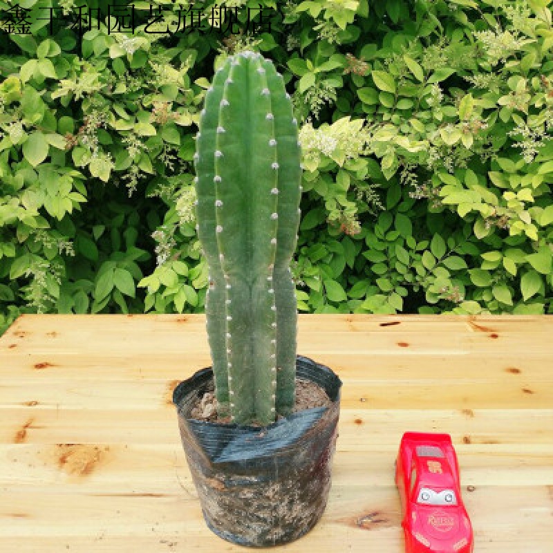 量天尺仙人棒仙人柱仙人掌无刺天轮柱室内盆栽植物抗 仙人柱20左右单