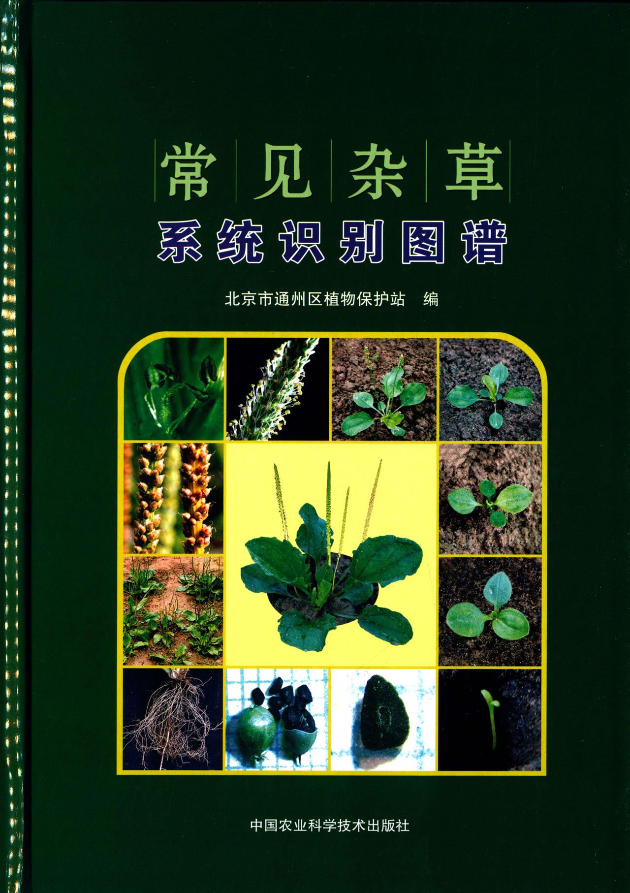 常见杂草系统识别图谱