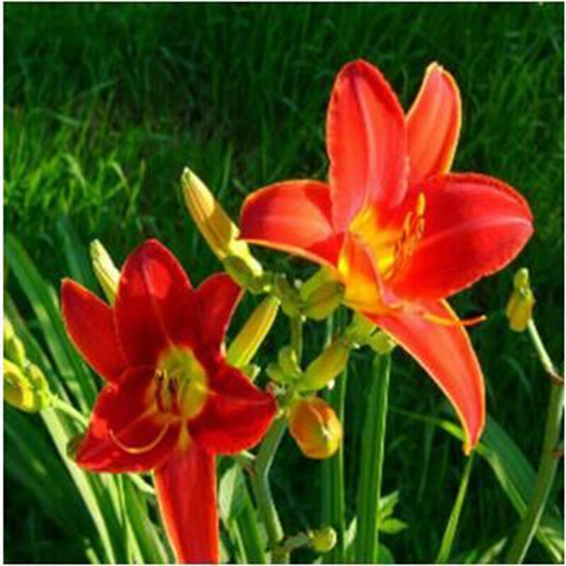 御卉阁大花萱草忘忧草耐寒植物金娃娃萱草花苗多年生地被花卉植物盆栽