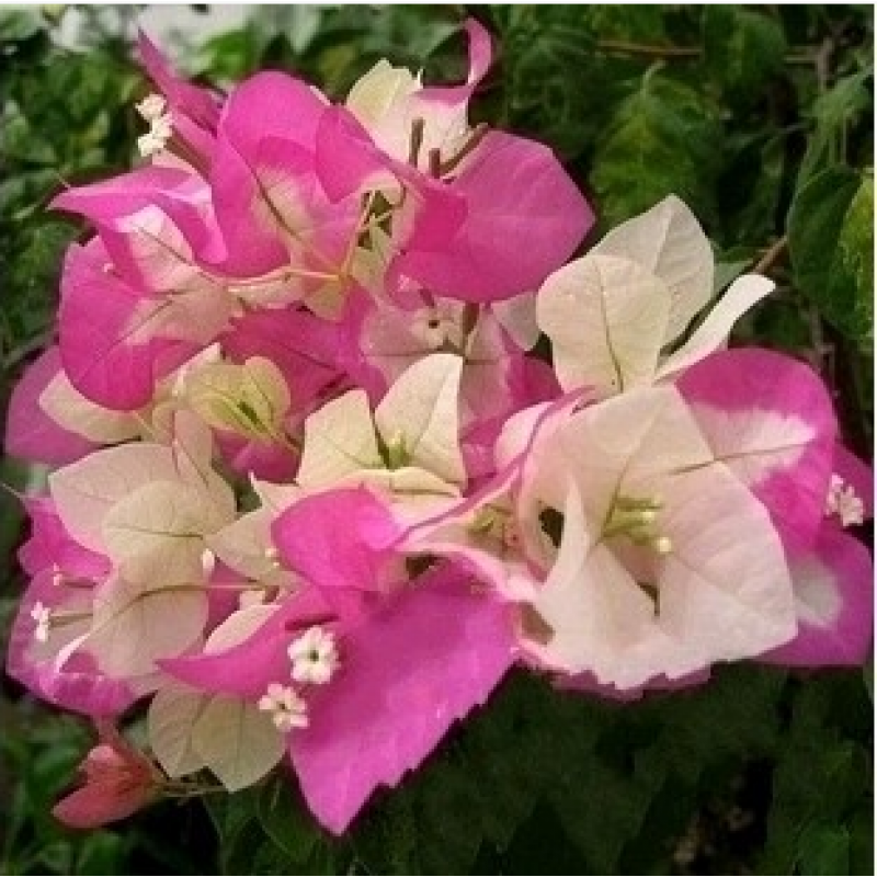 京东花卉价格走势怎么看|花卉价格走势图