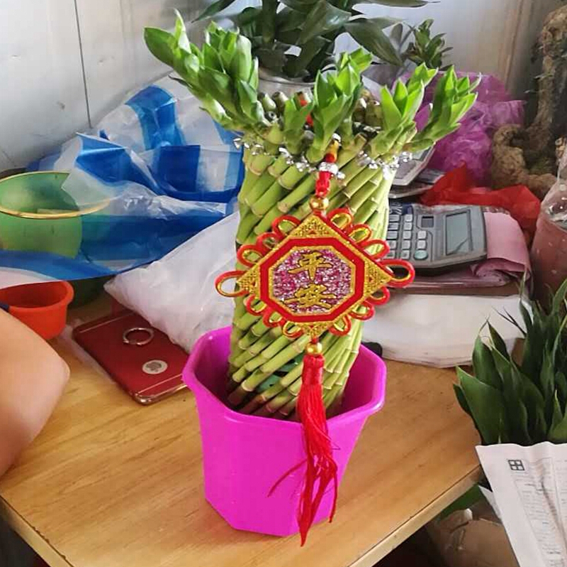 水培植物绿植花卉 办公居家室内盆栽 不含盆 圆竹笼带塑料盆发货 营养