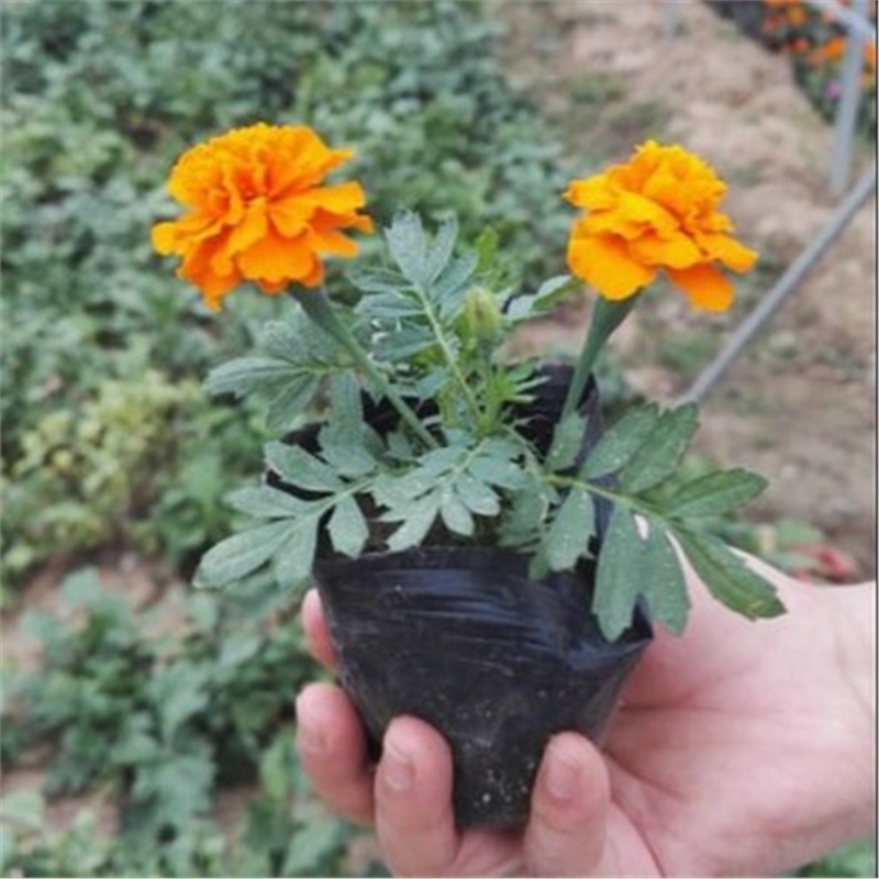 庭院盆栽孔雀草 孔雀草花苗 耐旱花期长 小万寿菊 草花苗孔雀菊-网.
