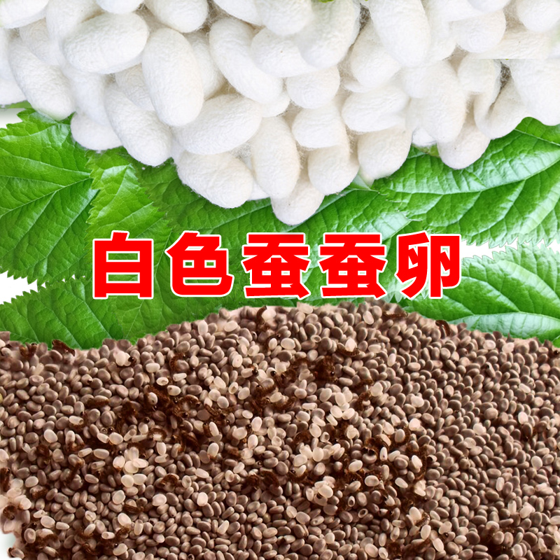沃绣 蚕卵 白色蚕卵金丝蚕卵彩色蚕卵七彩蚕宝宝卵喂新鲜桑叶蚕种蚕子