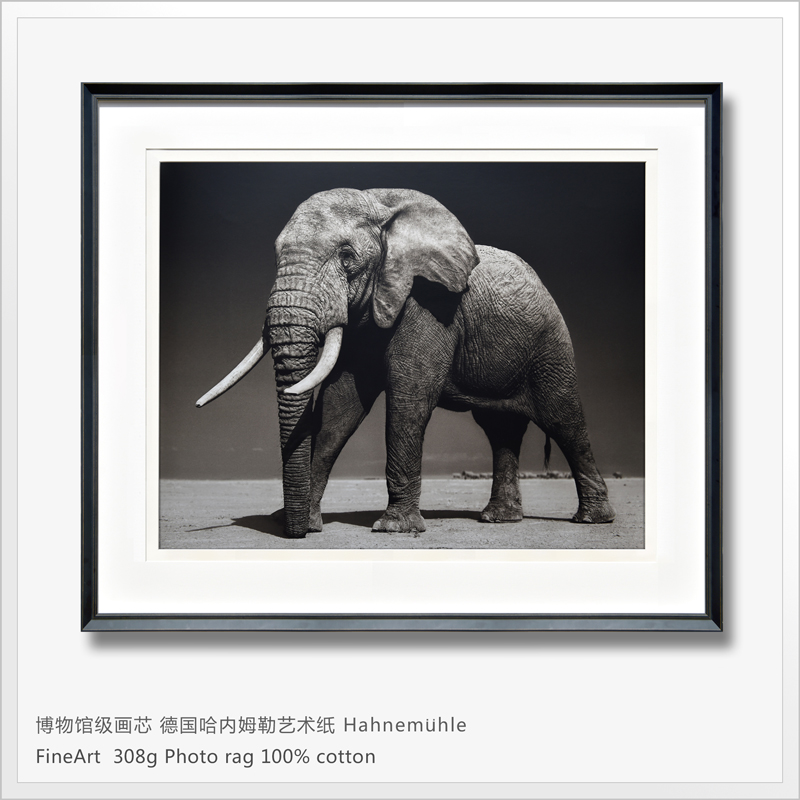 tockus 当代摄影艺术装饰画黑白野生动物大象 现代极简轻奢客厅装饰画