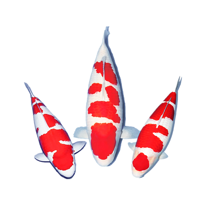 水族活体网购指南-价格走势、品牌推荐和评测|水族活体网购最低价查询