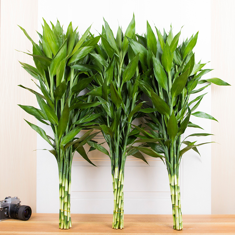 醉花春 富贵竹 荷花竹 弯竹  直竹 观音竹 龙竹水培 植物 富贵竹6支