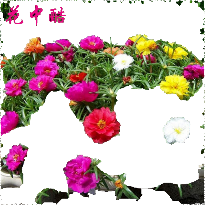 花中酷百日草种子价格走势及相关品类介绍|网购花草林木类历史价格走势