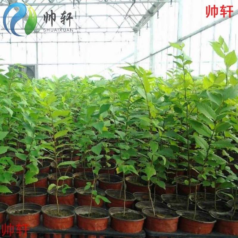 帅轩 榆树苗 榆树小苗 白榆家榆榆钱树树榆树树苗榆树苗 庭院树苗