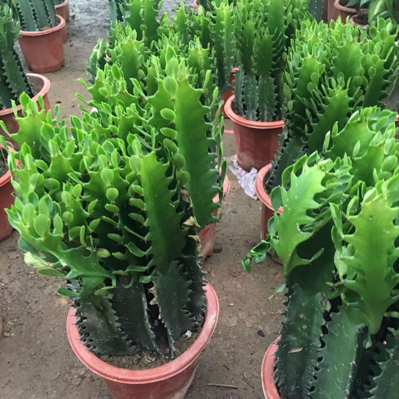 七彩龙骨盆栽 仙人类 巴西龙骨七星剑花/龙骨花盆栽 龙骨(一盆3颗30到