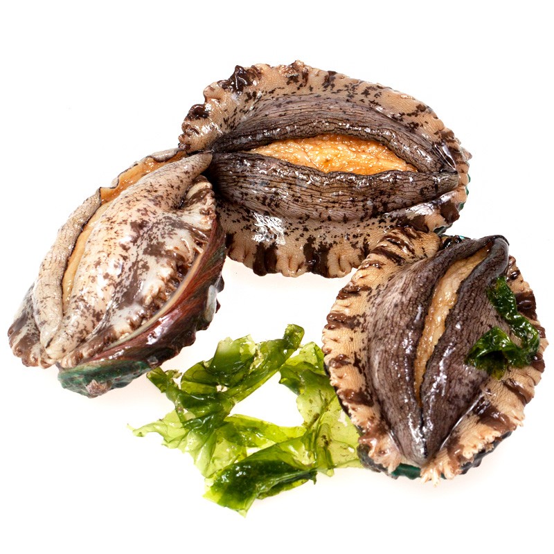 三座海鲍鱼鲜活 烟台鲜活大鲍鱼 鲍鱼 贝壳类海鲜 生鲜贝类 火锅食材