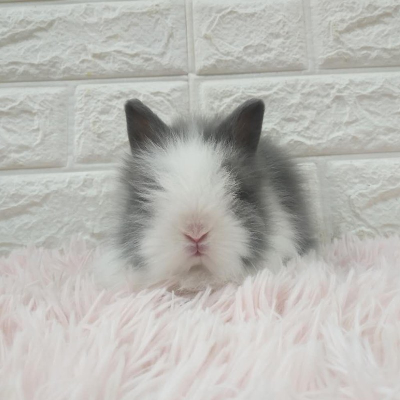 礼物亲友纯色活物兔子道奇活体凤眼