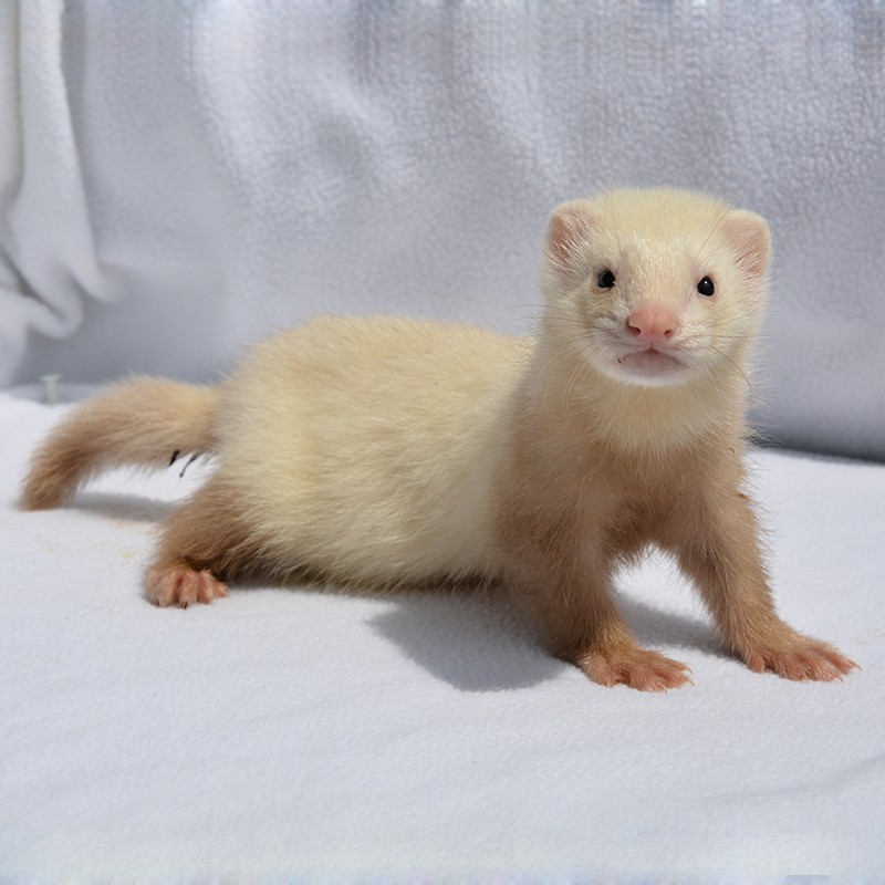double yellow安哥鲁貂活体 宠物雪貂活物幼崽貂宝宝安格鲁貂 香槟色