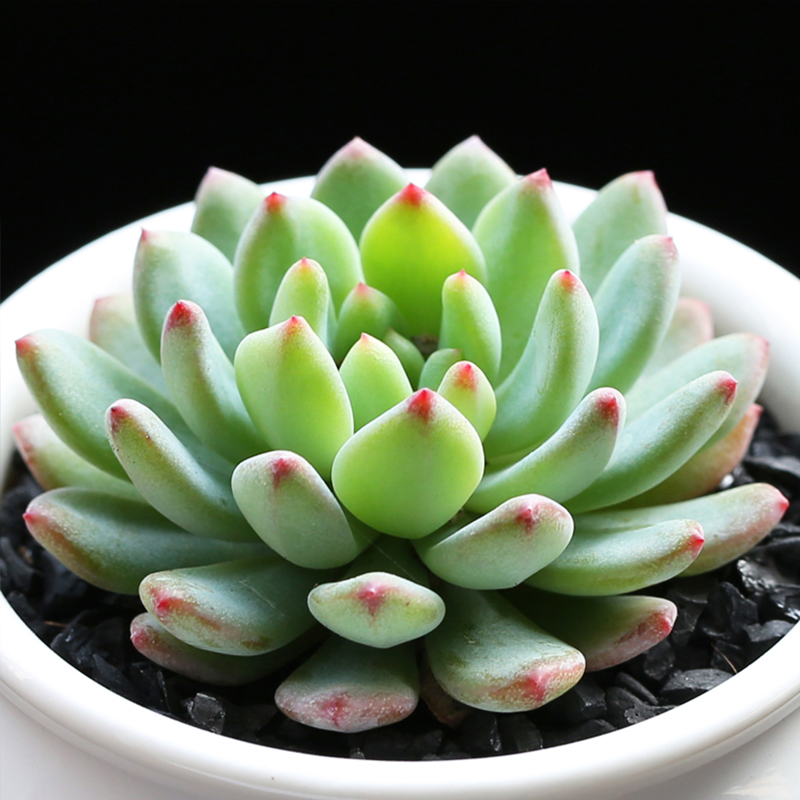 若绿一元多肉 24款多肉植物 室内多肉组合盆栽 迷你创意多肉 青苹果