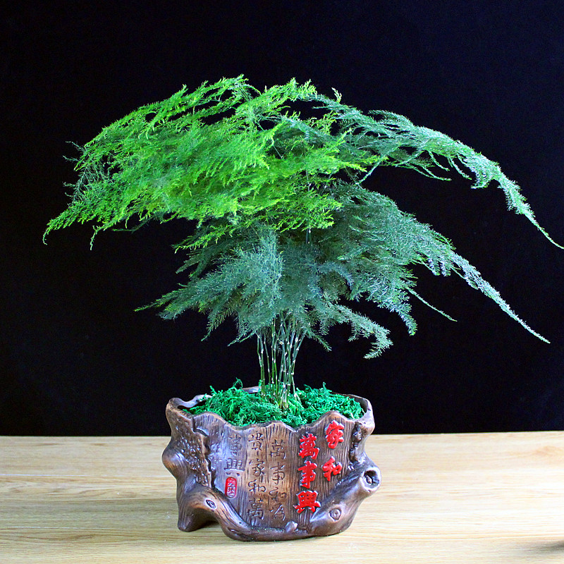 大文竹盆栽盆景办公室内文竹绿色植物客厅花卉四季常青绿植 家和