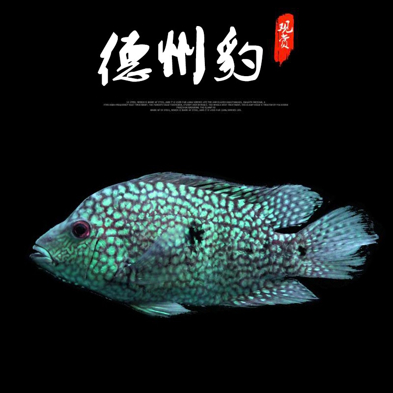 满天星绿巨人鱼淡水宠物渔场销 德州豹 9-11cm