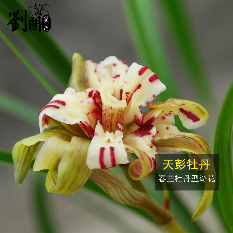 劉閣蘭花兰花苗 奇花天彭牡丹冬带浓香花苞出售室内花卉盆栽当年开花