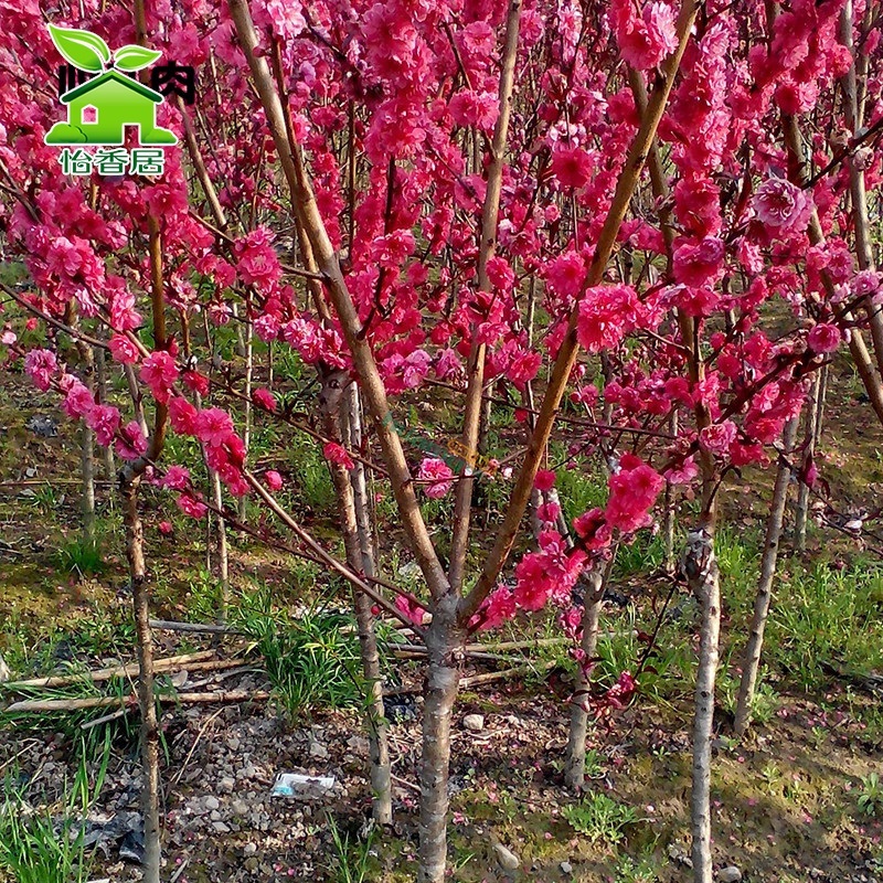怡香居园艺 紫叶桃树苗 红叶桃 红叶碧桃 紫叶碧桃 桃花树苗 庭院观赏