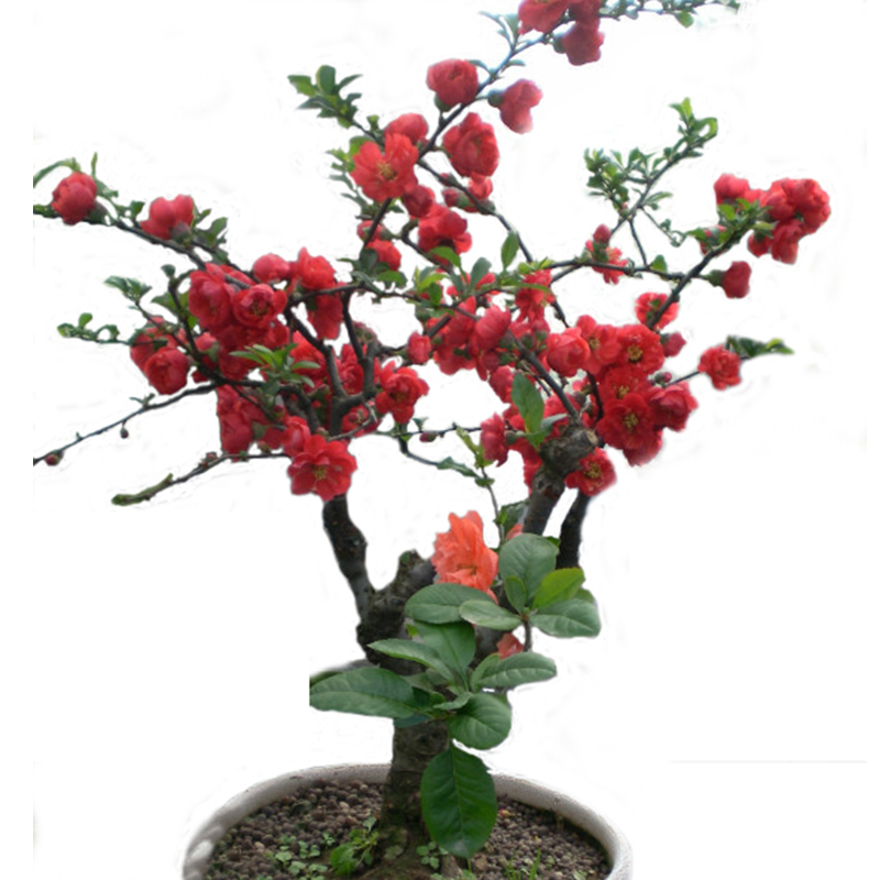 绿丝绦海棠花盆栽树苗日本铁杆北美海棠盆庭院阳台室内耐寒四季花卉植物 日本海棠 3年苗