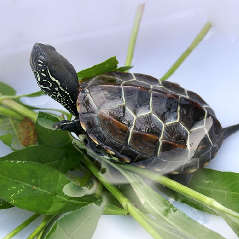 大脸兔 中华草龟 小乌龟活体外塘草龟长寿龟宠物水龟金线龟活物龟