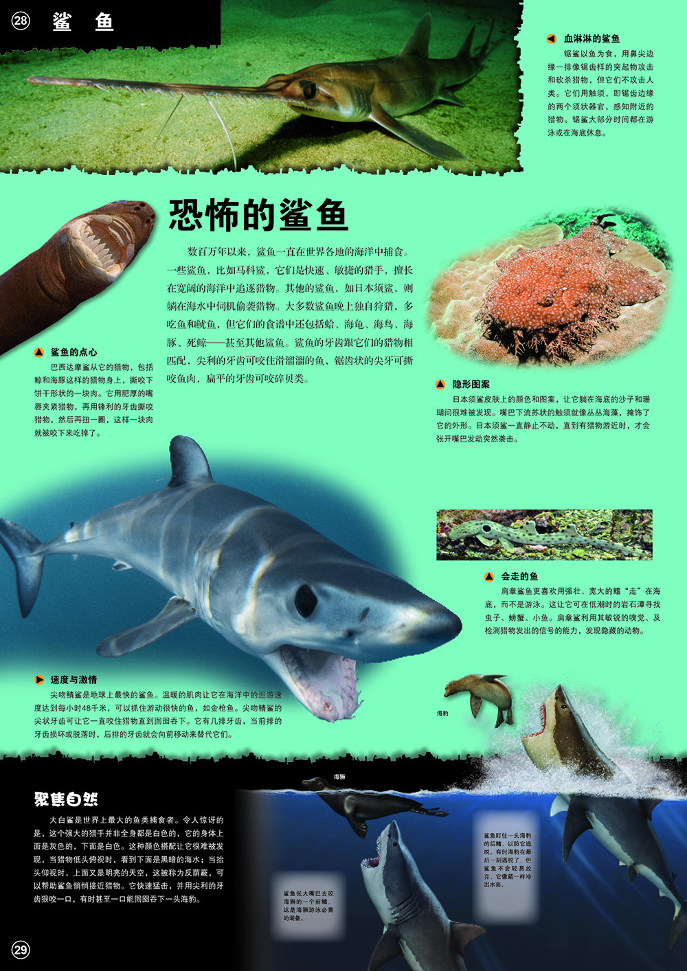肉食动物3d立体翻翻书(3-6-8-10岁以上青少年科普百科全书科学动物早教绘本图鉴小学生课外读物)详情图