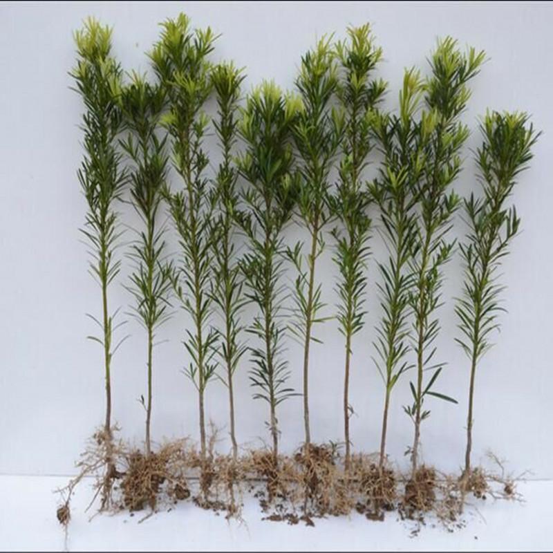 罗汉松树苗 水杉苗罗汉松 罗汉松盆景 10公分到20公分幼苗罗汉松 不含