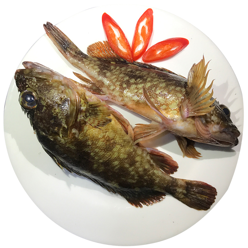 沈志雄东山岛海鲜海捕西公格石九公石翁鱼小红斑石狗公 10-14条/斤