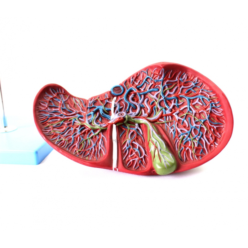 enovo颐诺医学 人体肝胆囊血管模型 肝脏模型消化外肝胆科 消化系统