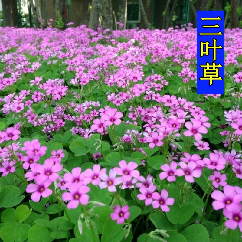 花萌萌 耐阴耐寒植物绿化小花红花三叶草低矮多年生室外宿根花卉四季