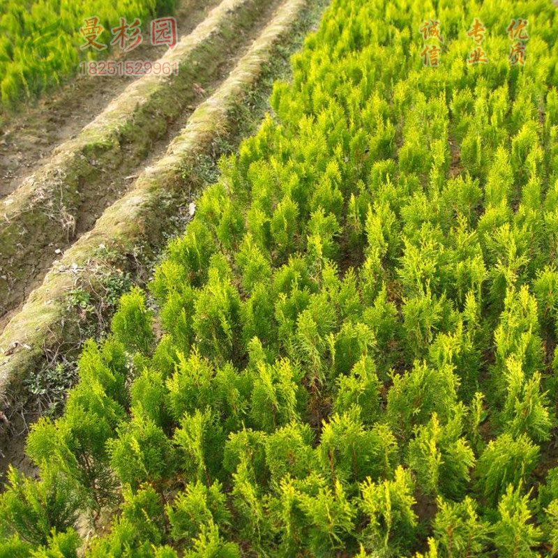 曼杉园洒金柏黄金柏四季常青绿化苗子植物篱笆墙植物黄色洒金柏苗小苗