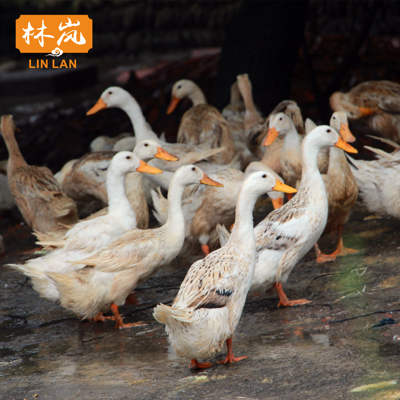 5斤/只林间养殖土鸭整鸭新鲜食材下单现杀鸭子土鸭