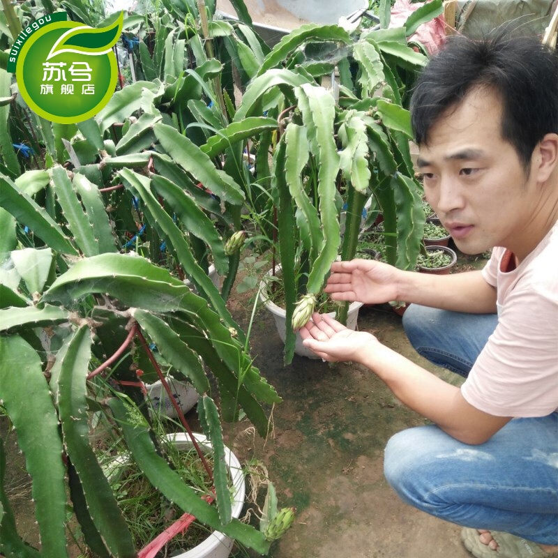 火龙果苗 火龙果 盆栽果树水果树苗多肉型植物果 地栽盆栽水果 红皮
