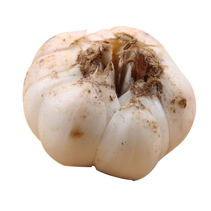 甘肃兰州鲜百合 新鲜大百合甜百合 生鲜蔬菜 1斤 约10个