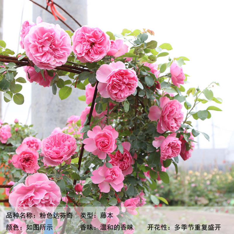 藤本月季 欧月粉色达芬奇 丰花型藤本月季 开花机器  法国品种 粉色