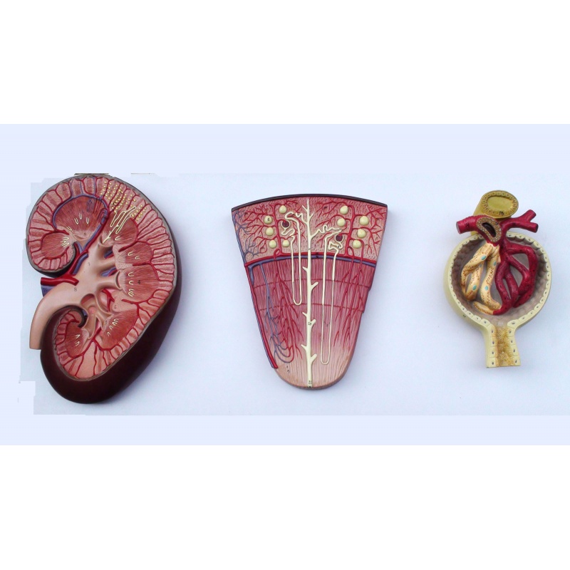 enovo颐诺肾与肾单位肾小球模型泌尿系统解剖结构人体肾脏构成肾脏