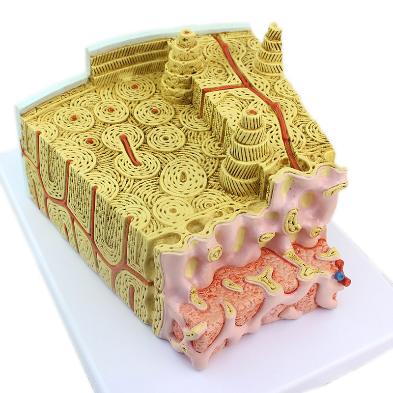 enovo颐诺 骨结构模型 显微解剖模型骨髓内结构模型 医学教学骨骼结构