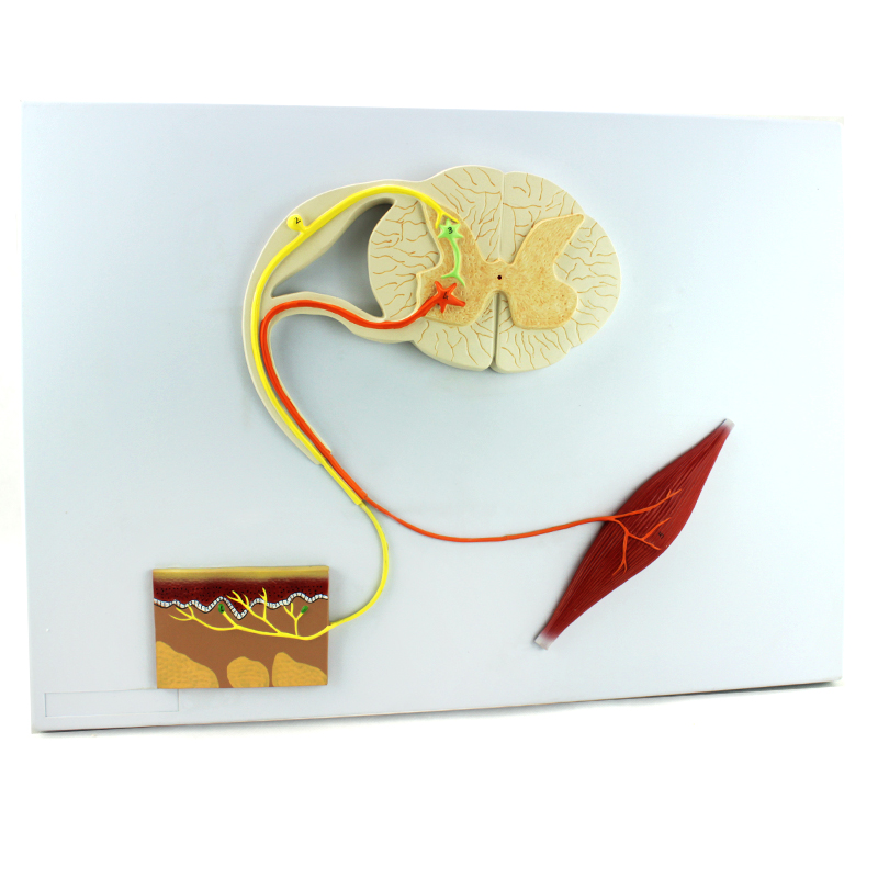 enovo颐诺人体医学神经反射弧模型条件 条件反射模型 反射中枢神经